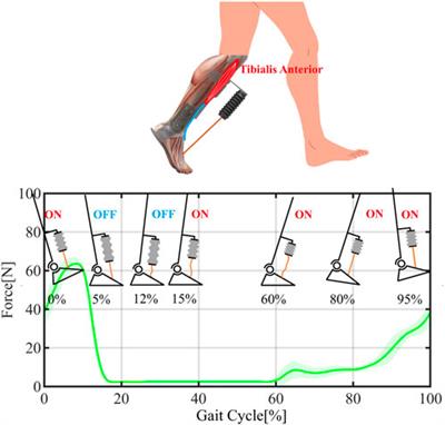 A portable AFO solution for pneumatic actuator with cable tendon mechanism to assist ankle dorsiflexion